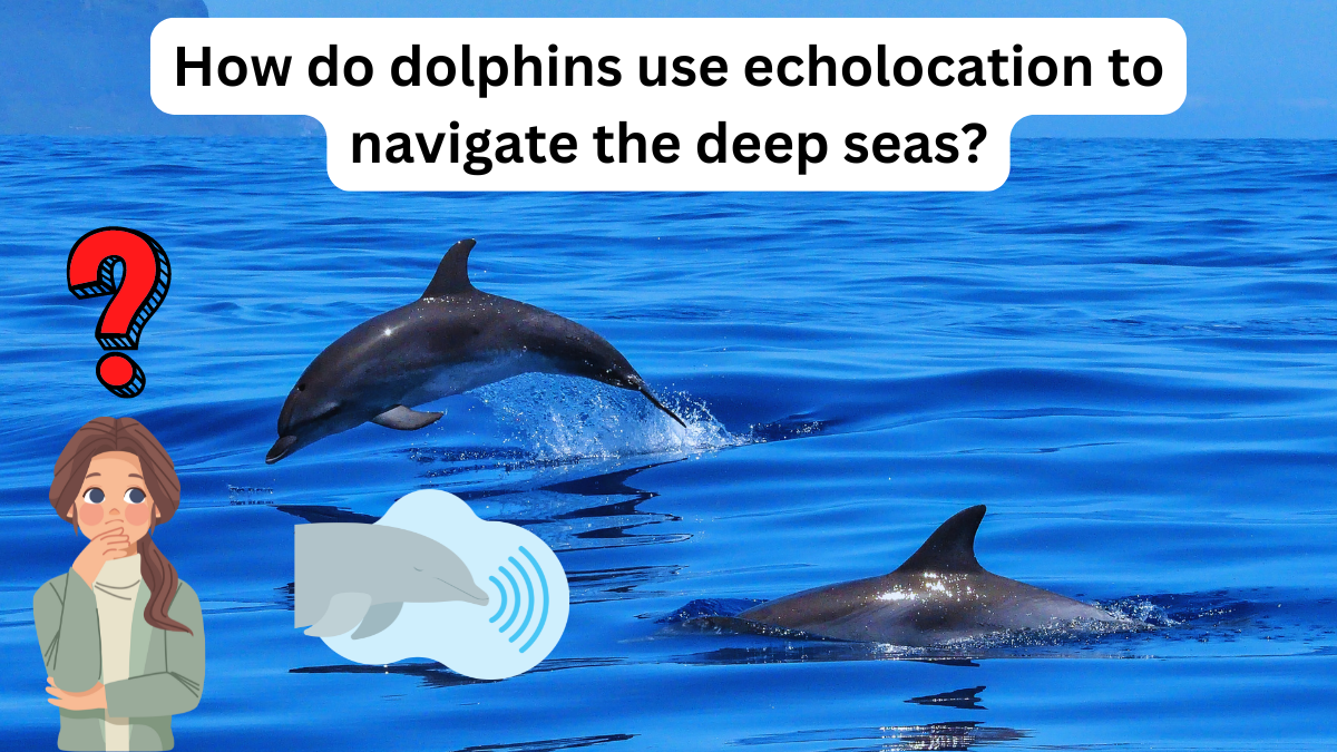 How do dolphins use echolocation to navigate the deep seas